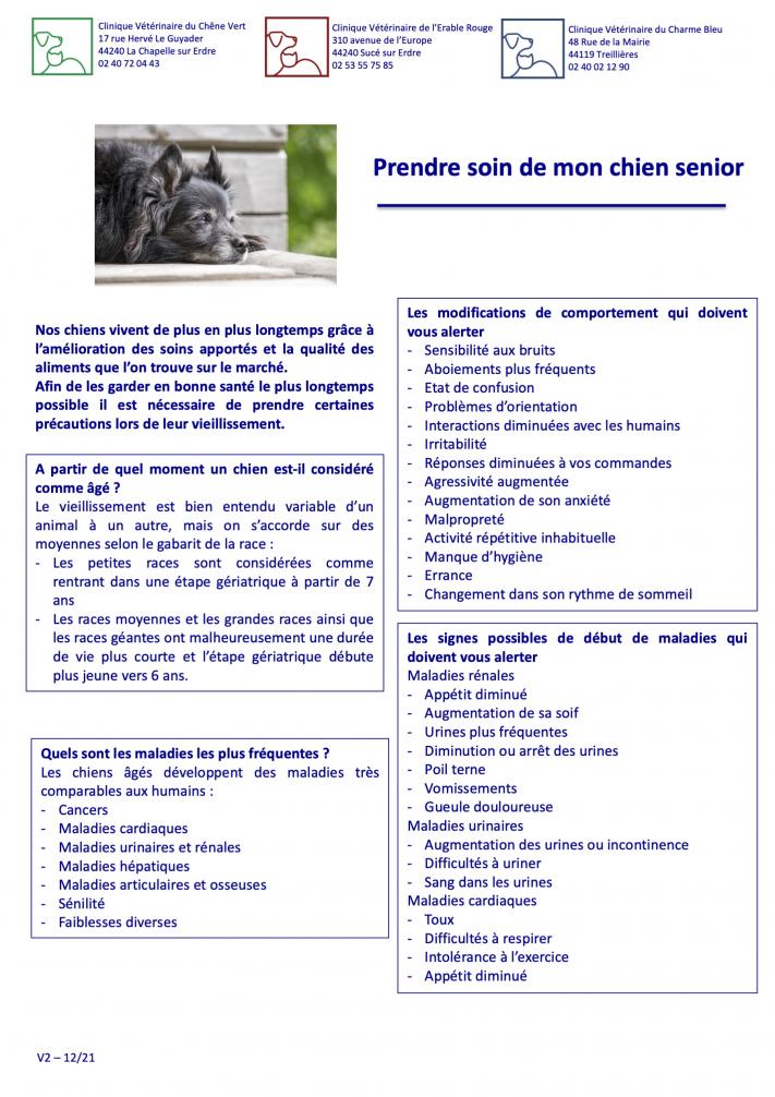 Prendre soin de mon chien senior