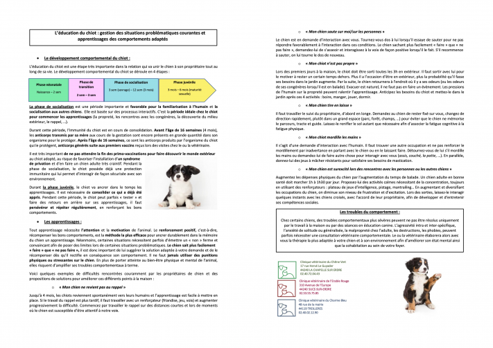Education du chiot