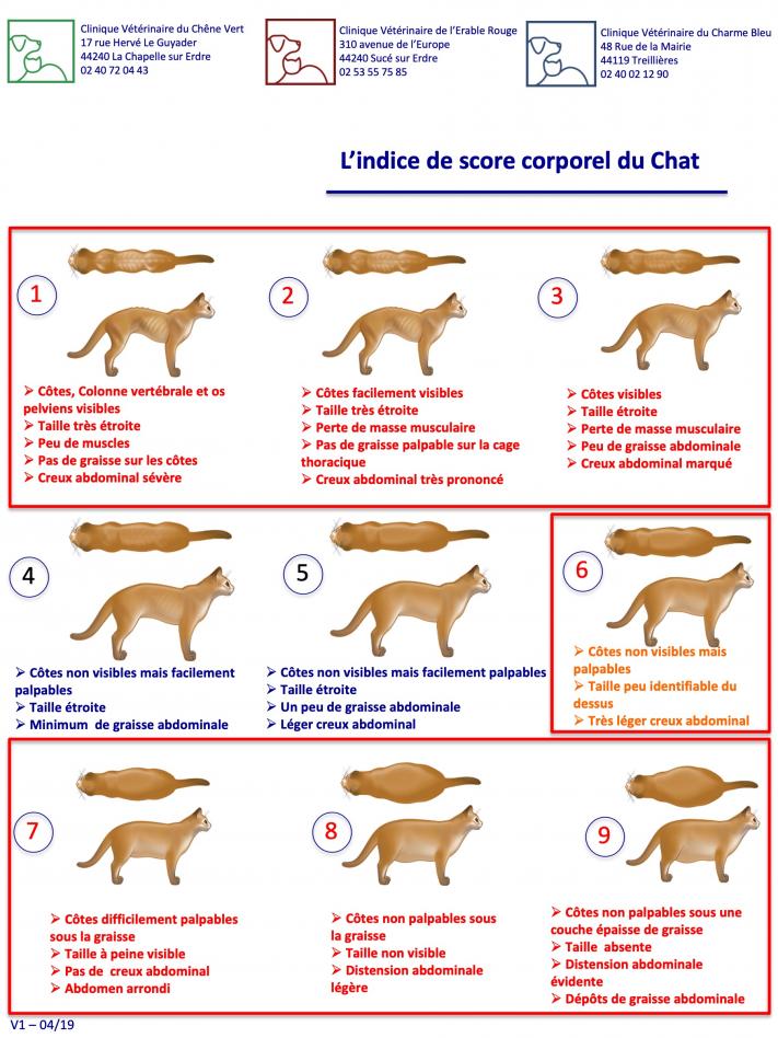 Indice corporel du chat