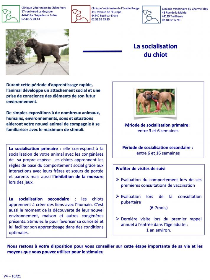 La socialisation du chiot