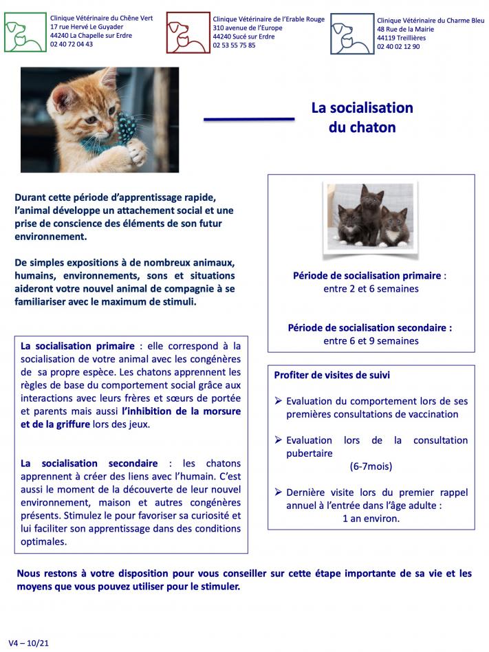 Socialisation du chaton